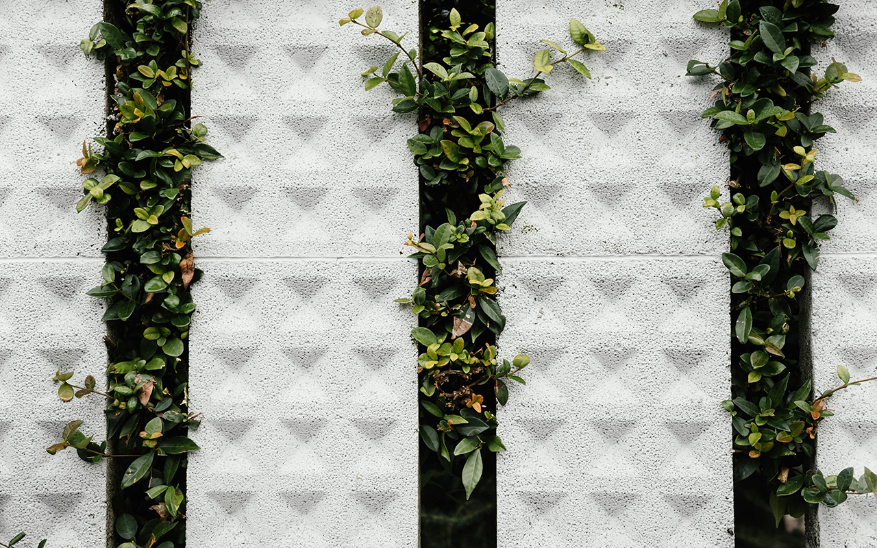 Hedge emerging between pillars of concrete.